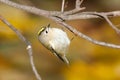 Goldcrest (Regulus regulus) Royalty Free Stock Photo