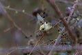 Goldcrest Regulus regulus