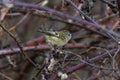 Goldcrest Regulus regulus