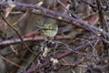 Goldcrest Regulus regulus