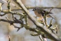 Goldcrest Regulus regulus