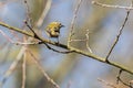 Goldcrest Regulus regulus