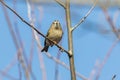 Goldcrest Regulus regulus