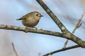 Goldcrest Regulus regulus