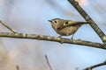 Goldcrest Regulus regulus