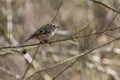 Goldcrest Regulus regulus