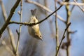 Goldcrest Regulus regulus