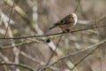 Goldcrest Regulus regulus