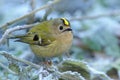 Goldcrest - Regulus regulus sitting on the branch in cold winter snowy time. very small passerine bird in the kinglet family. Its Royalty Free Stock Photo