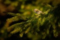 Goldcrest - Regulus regulus sitting on the branch of the spruce. very small passerine bird in the kinglet family. Its colourful Royalty Free Stock Photo