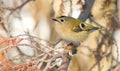 Goldcrest, Regulus regulus. The smallest bird of Eurasia Royalty Free Stock Photo