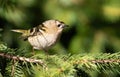 Goldcrest, Regulus regulus. The smallest bird of Eurasia Royalty Free Stock Photo