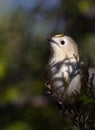 Goldcrest, regulus regulus. The smallest bird in Eurasia Royalty Free Stock Photo