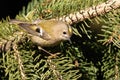 Goldcrest, Regulus regulus. The smallest bird in Eurasia Royalty Free Stock Photo