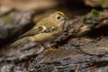 Goldcrest, Regulus regulus. The smallest songbird in Europe Royalty Free Stock Photo
