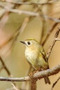 Goldcrest Regulus regulus Royalty Free Stock Photo