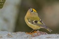 Goldcrest on the rock