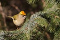 Goldcrest Royalty Free Stock Photo