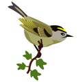 Goldcrest singing bird