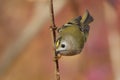 goldcrest sitting on the branch with red background (Regulus regulus)