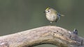 Goldcrest sitting on a branch. Small beautiful bird.