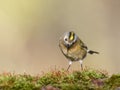 Goldcrest sitting on a branch. Small beautiful bird.