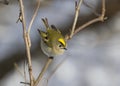 Goldcrest sitting on the branch of a tree in winter.