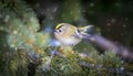 Goldcrest sitting on the spruce twig Regulus regulus European smallest songbird in the nature habitat Royalty Free Stock Photo