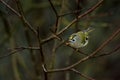 Goldcrest