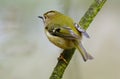 The goldcrest is a very small passerine bird in the kinglet family.