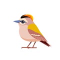 Goldcrest is a very small passerine bird in the kinglet family. Tiny bird Cartoon flat style beautiful character of Royalty Free Stock Photo
