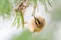 Goldcrest stripe view from above