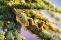 Goldcrest (Regulus regulus) oerched in a pine tree, taken in the England Royalty Free Stock Photo