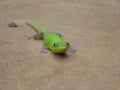 Golddust Day Gecko Royalty Free Stock Photo