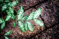 Golddust dracaena or Spotted dracaena or Florida Beauty plant Royalty Free Stock Photo