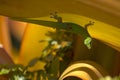 Golddust Gecko Royalty Free Stock Photo