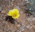 Golded Mariposa Lily Flower Royalty Free Stock Photo