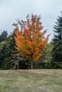 Goldeen Autumn Tree