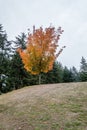 Goldeen Autumn Tree 7