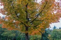 Goldeen Autumn Tree