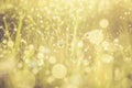 Golden abstract background concept, soft focus, bokeh, warm tone Royalty Free Stock Photo