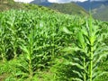 Golden Abundance: Beautiful Corn Farming