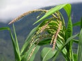 Golden Abundance: Beautiful Corn Farming