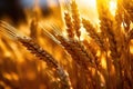 Golden Abundance: Ripe Ears and Grains of Wheat - Generative AI