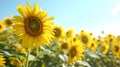 Golden Abundance: Sunflower Fields Forever./n Royalty Free Stock Photo