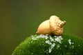 Golden acorn on green moss with Large Depth of Field DOF. With drops of water and pieces of ice. Macro view Royalty Free Stock Photo