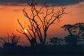 Golden African sunset Royalty Free Stock Photo