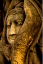 Golden afternoon light on the Buddha statue engulfed by tree roots in Wat Mahathat, Ayuthaya Thailand