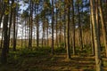 The golden afternoon light streaming through the Pine Trees of a Conifer Forest Royalty Free Stock Photo