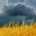 Golden agricultural field and low dark clouds Royalty Free Stock Photo